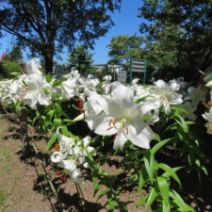 「本日の百合が原公園(2026年8月4日)」の写真