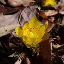 「フクジュソウが開花しました」の写真