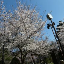「サクラ開花状況 ソメイヨシノ満開」の写真