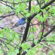 「旭山記念公園野鳥情報2026年5月3日（日曜日）」の写真