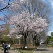 「さくら開花情報　五分咲きから見頃」の写真