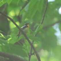 「旭山記念公園野鳥情報2026年5月31日(日曜日)」の写真