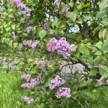 「園内のお花の様子（ふじの花情報含む）」の写真