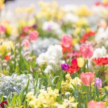 「「全国花のまちづくりコンクール」のご案内」の写真