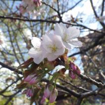 「本日のボランティア活動（シーズネット）」の写真
