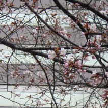 「本日のボランティア活動（バラ）」の写真