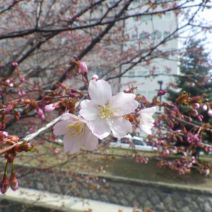 「チシマザクラ開花」の写真