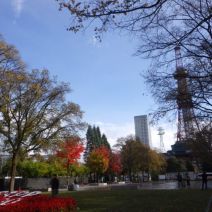 「チューリップの球根を植えこみました」の写真