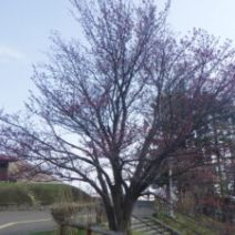 「旭山記念公園のサクラ2026年4月19日日曜日」の写真