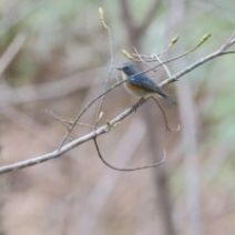 「旭山記念公園野鳥情報2026年4月26日（日曜日）」の写真