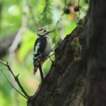 「旭山記念公園野鳥情報2026年7月13日(月曜日)」の写真