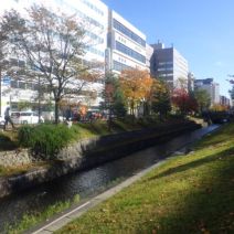 「公園の冬支度ハギの刈取り」の写真