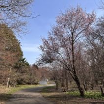 「園内の様子（桜情報）」の写真