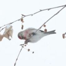 「旭山記念公園野鳥情報2026年1月27日（火曜日）」の写真