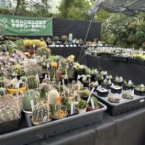 「お待たせしました!明日5月19日から「サボテン・多肉植物展」開催です(2026年5月18日)」の写真