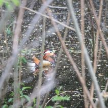 「生きもの情報【5月30日】」の写真