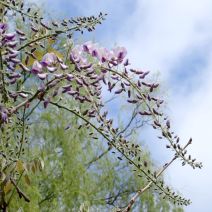 「ボート池前の藤が開花しました！」の写真