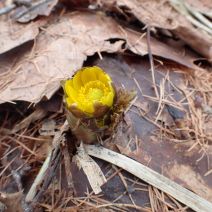 「フクジュソウ」の写真