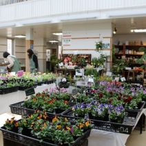 「豊平公園「春のパンジー・ヴィオラ展」開催中です」の写真