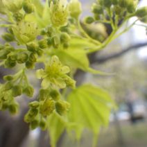 「春の小さな花」の写真