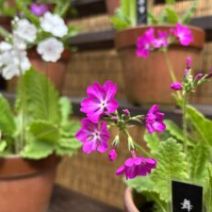 「「サクラソウ美術館」開催のお知らせとサクラの開花状況（2026年4月20日）」の写真