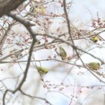 「旭山記念公園野鳥情報2026年4月12日（日曜日）」の写真