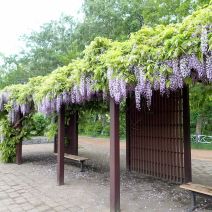 「ボート池の藤棚のフジの花が満開です。」の写真