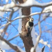 「旭山記念公園野鳥情報2026年2月17日（火曜日）」の写真