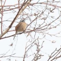 「旭山記念公園野鳥情報2026年3月31日（火曜日）」の写真
