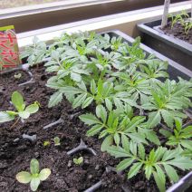 「2026年4月6日月曜日ボランティア活動報告」の写真