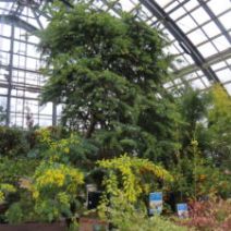 「ミモザ一部開花と来週三連休の楽しいイベント(2026年2月13日)」の写真