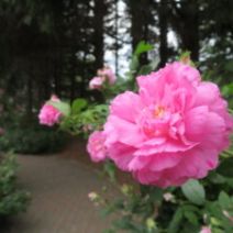 「【にしおか冬の森さんぽ】～スノーシュー体験～開催しました」の写真