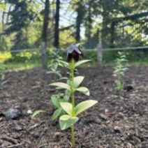 「豊平公園管理事務所から園内立入禁止のお知らせです。」の写真