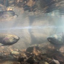 「イベント情報：2月4日「おやこでわくわく月さむぽ～うたとえほんともりあそび」参加者募集！」の写真
