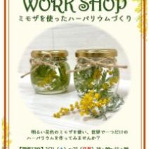 「ミモザの季節到来（2026年2月26日）」の写真