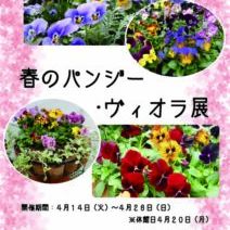 「春のパンジー・ヴィオラ展開催中♪」の写真