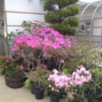 「和の佇まい「ツバキ展」明日から開催(2026年2月16日)」の写真