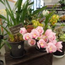 「ミモザ一部開花と来週三連休の楽しいイベント(2026年2月13日)」の写真