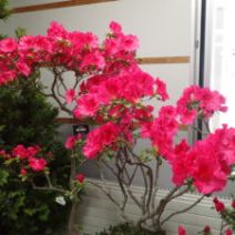 「P1駐車場開放しています（2026年2月21日）」の写真