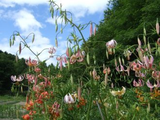 ユリ品種レークアカン