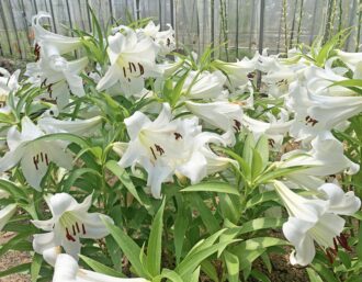 白いウケユリが多くの花をつけ、咲いています。