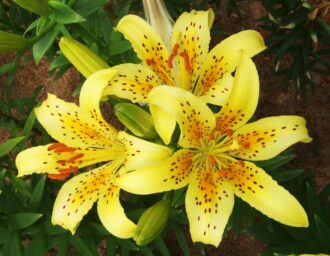 黄色の百合の写真