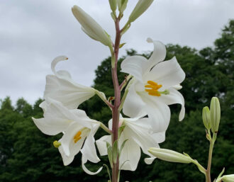 数輪の白い花をつけたマドンナリリーカスケード