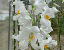 マドンナリリー