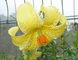 リリアム モナデルファムの品種 ショビチアナム