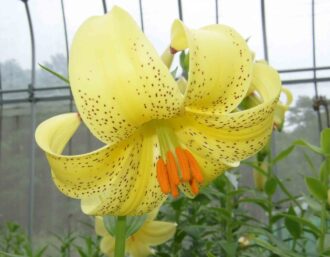 黄色い百合のアップ写真　　ショビティアナム