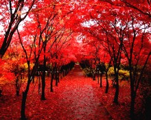 平岡樹芸センター