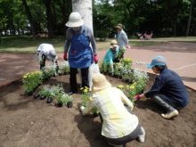 ボランティアさんが考えながら苗を配置している