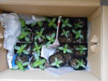 タウンガーデナーさんが育ててくれたニチニチソウ