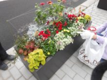 植込みから1か月後の様子